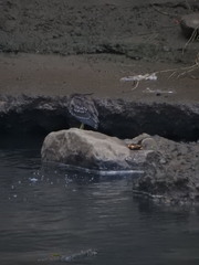 Nycticorax nycticorax
