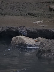 Nycticorax nycticorax