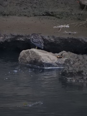 Nycticorax nycticorax