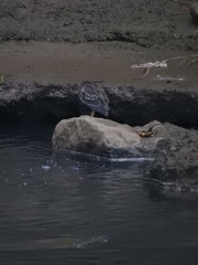 Nycticorax nycticorax