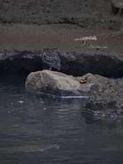 Nycticorax nycticorax