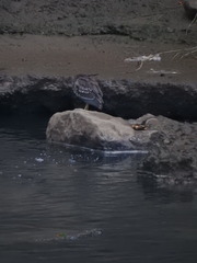 Nycticorax nycticorax