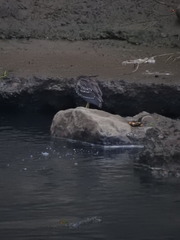 Nycticorax nycticorax