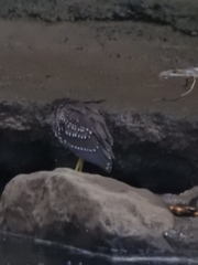 Nycticorax nycticorax