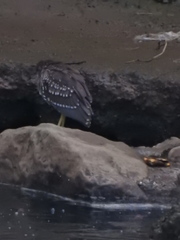 Nycticorax nycticorax