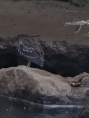 Nycticorax nycticorax