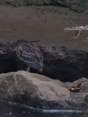 Nycticorax nycticorax