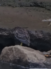 Nycticorax nycticorax