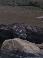 Nycticorax nycticorax