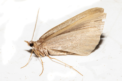 Xanthorhoe occulta