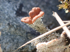 Cladonia cariosa