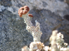Cladonia cariosa