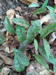 Erythronium americanum