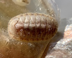 Chitonoidea