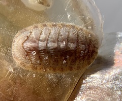 Chitonoidea