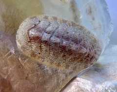 Chitonoidea