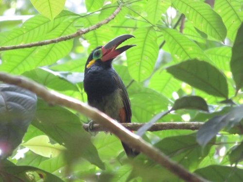Guianan Toucanet