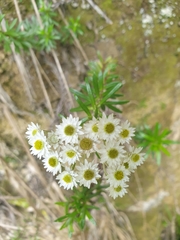 Anaphalioides subrigida
