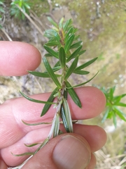 Anaphalioides subrigida