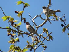 Haemorhous mexicanus