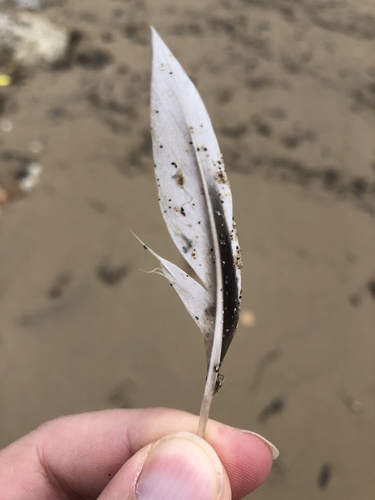 Plume de Harelde boréale