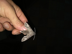 Erinnyis oenotrus