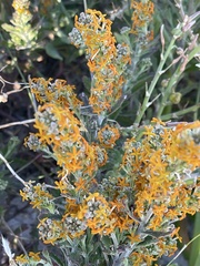 Manulea tomentosa