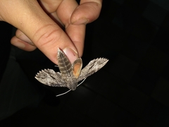 Erinnyis oenotrus