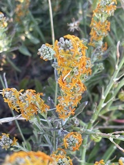 Manulea tomentosa