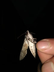 Erinnyis oenotrus