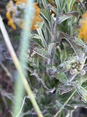 Manulea tomentosa