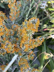 Manulea tomentosa
