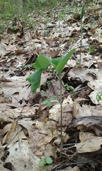 Polygonatum