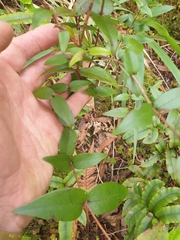 Metrosideros parkinsonii