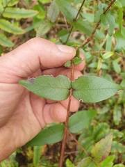 Metrosideros parkinsonii