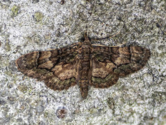 Gymnoscelis roseifascia
