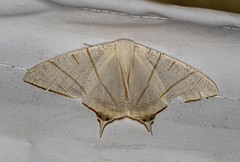 Ourapteryx sciticaudaria