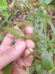 Metrosideros parkinsonii