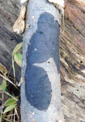Biscogniauxia atropunctata