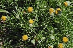 Hymenoxys anthemoides