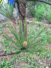 Pinus contorta contorta