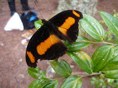 Catonephele chromis chromis