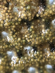 Radiospongilla cerebellata