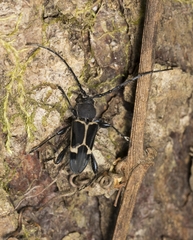 Calydon submetallicum