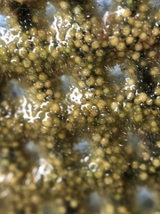 Radiospongilla cerebellata