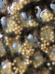 Radiospongilla cerebellata