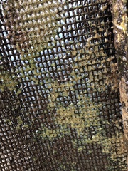 Radiospongilla cerebellata