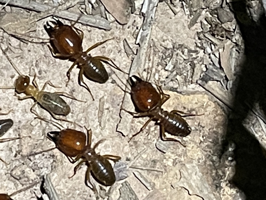 Syntermes praecellens