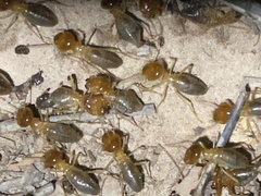 Syntermes praecellens
