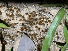 Syntermes praecellens